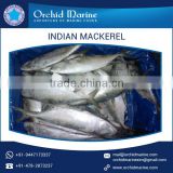 2017 New Stock Indian Mackerel Fish/ Frozen Sea Food with Best Selling Price