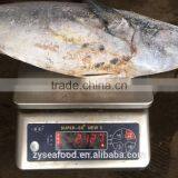 W/R Sea Frozen Skipjack 1000/2000 for Sale thumbnail-1