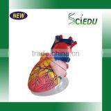Medical Science Subject and Anatomical Model Type Heart Model