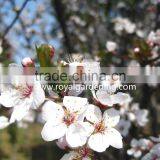 Prunus Cerasifera Trees thumbnail-2