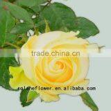 Long lasting indian fresh flower garlands rose wholesale peach avalanche rose for weddings from focus/china