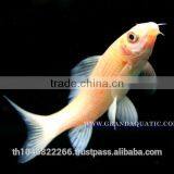 Black Shark Albino Fish Farm For Sale / Aquarium Fish Thailand thumbnail-3