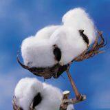 Mepiquat Chloride 25%AS/SL thumbnail-4