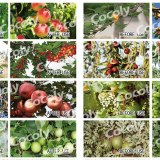 Granular Water-soluble Fertilizer Cocoly Full of Nutrients thumbnail-5