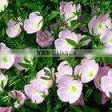 Evening Primrose Basic Oil thumbnail-1