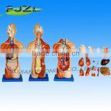 42cm 18parts Human Anatomy Torso Model,Sexless Human Anatomical Medical Teaching Model thumbnail-1