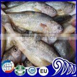 FDA BRC Whole Round Frozen Yellow Croaker Fish For Sale thumbnail-4