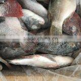 Frozen Black Tilapia For Sale/Chopa thumbnail-5