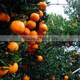 Orange Peel With Strip thumbnail-1