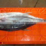 Yellowfin Tuna thumbnail-1