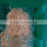 Frozen Vacuum Fan Shell Atrina Pectinata for Sale in Season thumbnail-2