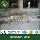 Lisaurus-C-Nice Dinosaur Skeleton Fossil thumbnail-2