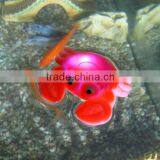 Floating Led Pool Toys