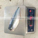 Frozen Scomber Japonicus Mackerel Fillet thumbnail-3