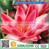 Greenflower 2016 Wholesale Real Touch Latex PU China Artificial Flowers Lotus Water Lily for Wedding Decoration thumbnail-2