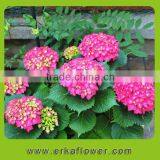 Export Romantic dream fresh cut hydrangea flower wedding car decoration