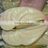 Pure and Mild Flavor Newest 100% Fresh Cut Antirrhinum thumbnail-6