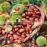 2016 Raw Fresh Chestnuts Sales Opening Booking Bulk Chestnuts thumbnail-3
