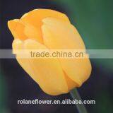 Holland Fresh Yellow Tulip Cut Flower From Kunming Yunnan thumbnail-3