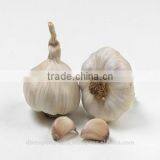 Garlic Oil (100% Natural) thumbnail-1