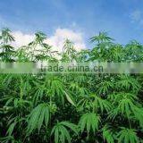 Hot Selling Wholesale Agricultural Hemp Seeds thumbnail-4