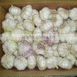 Black Garlic thumbnail-1