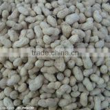 good quality peanut in shell from china