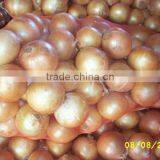 Gold Onion ( Crops 2013) thumbnail-4