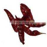 RED CHILI FROM GUJARAT thumbnail-2