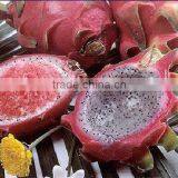 Frozen Dragon fruit shell