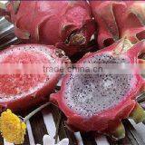 Frozen Dragon Fruit Shell thumbnail-1