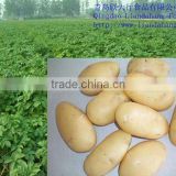 Certificated GAP New Crop China Potatoes