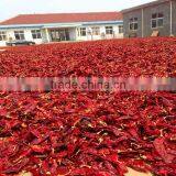 Bulk Paprika thumbnail-1