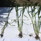 MAP NH4H2PO4 Application in Agriculture thumbnail-4