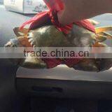 Scyllcc Serratoc thumbnail-2