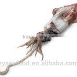 Frozen Whole Round Loligo Squid thumbnail-1