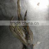 Frozen Squid Head/Tentacles thumbnail-3