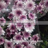 Fresh Cut Flower Chrysanthemum Grade A With Multi Colors From Kunming thumbnail-5