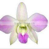 Thailand Best Quality D-005 Dendrobium Misteen Orchid thumbnail-1
