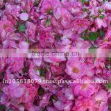 Sai Export India Sell/Pure Rose Oil/Rose Concrete/Rose Scent /top Quality Rose Oils thumbnail-2