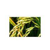 Policosanol / Octacosanol thumbnail-1