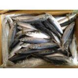 Pacific Mackerel thumbnail-1
