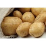 Whole sale fresh potato in China