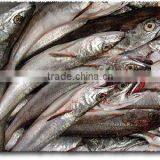 WR Frozen Argentine Hake thumbnail-2