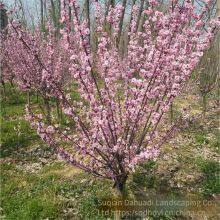 Price of 3 - Centimeter Mei Flowering Plum, Affordable, Guarantee Survival Rate thumbnail-5