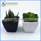Artificial Succulent plants Cheap mini plants