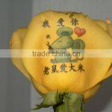 Electric Power Supply and Digital Flower Printer thumbnail-5