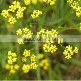 Pure and Natural Aromatheraphy Bupleurum Herbal Oil/Chinese Thorowax Root Extract