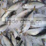 FROZEN INDIAN MACKEREL Whole Round thumbnail-1
