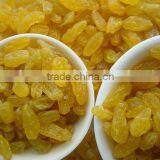 Golden Raisins Sultana Raisins Golden Grape Seedless Raisins Snack Fruit Dried Fruit thumbnail-1